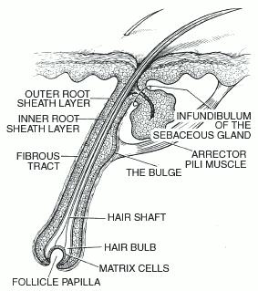 Vlas (pilus): scapus - radix - bulbus pili vlas: - kutikula vlasu - cortex - (medulla) vlasový folikul: - kutikula pochvy - epitelová pochva vnítřní a