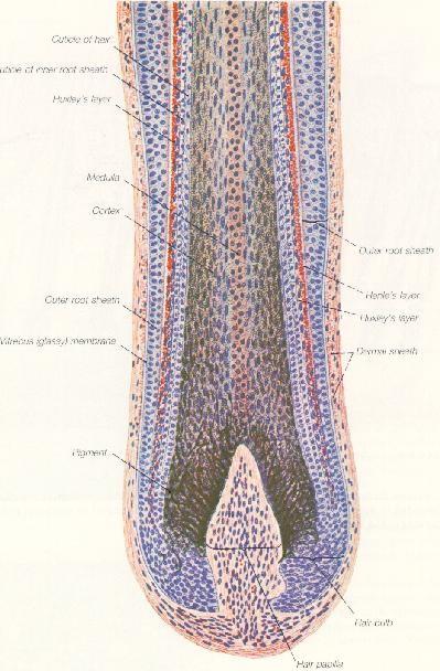 Vlasový folikul Medulla Cortex - kutikula vlasu Vnitřní ep.