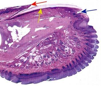 Nehet (unguis) tělo + kořen (pod kožní řasou - eponychium), hyponychium, nehtový val epidermální část nehtu nehtová ploténka ploché bb.
