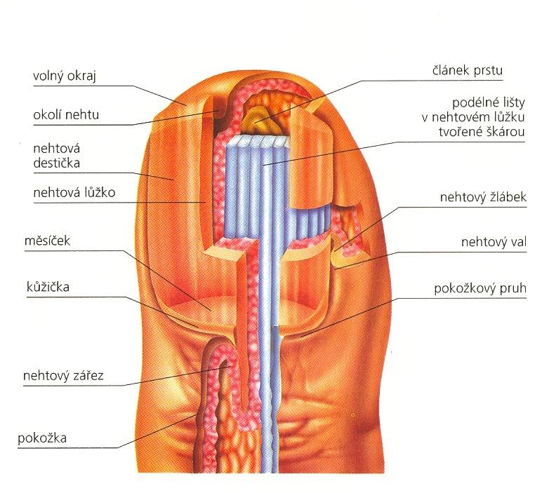 Nehet (unguis) free margin hyponychium Nehtová ploténka nail plate nail bed lunula Lunula bone of distal phalanga longitudinal dermal