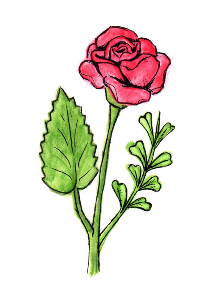 Šípková růže Kategorie: 2. Místo výskytu - Tato růže, též známá jako růže psí, roste slunných stráních, mezích, v příkopech a na okrajích lesů. 1.