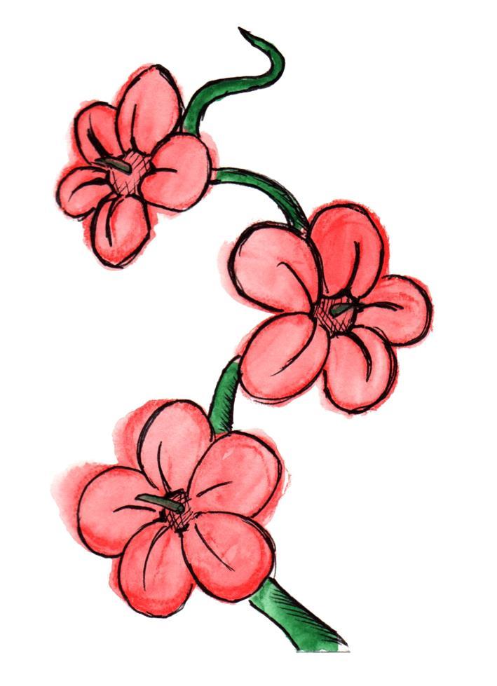 Rudožláz houževnatý Kategorie: 3. Místo výskytu - Rudožláz houževnatý je popínavá rostlinka, která se nejčastěji pne po stromech a skalách. 1.