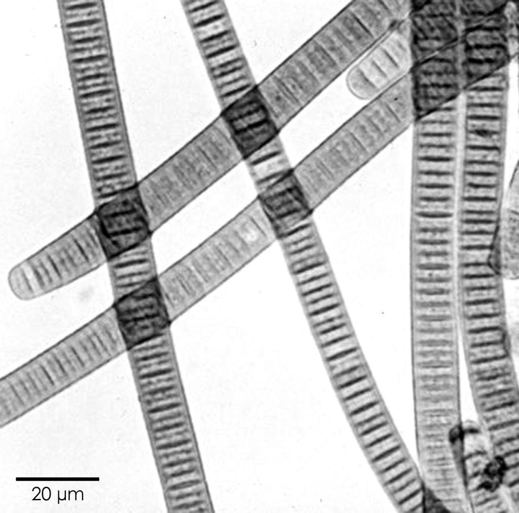 hostitelů, laboratorních potkanů (Rattus norvegicus), kteří jsou rutinně využíváni jako definitivní hostitelé v laboratorním životním cyklu F. hepatica. Obr. 3. Oscillatoria.