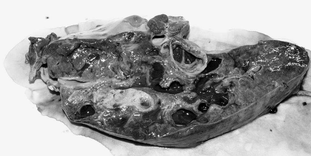 4. Patogenita Fascioloides magna Patogenní působení F.