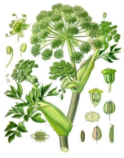 5.1.1 Archangelica officinalis Andělika lékařská Čeleď: Apiaceae Miříkovité Popis rostliny: Tato dvouletá až čtyřletá roslina se nejčastěji vyskytuje ve vyšších polohách u lesů, potoků nebo na