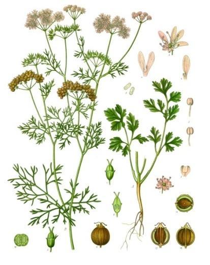 5.1.5 Coriandrum sativum Koriandr setý Čeleď: Apiaceae Miříkovité Popis rostliny: Koriandr setý je jednoletá rostlina, která dorůstá až do výšky jednoho metru. Původem pochází z východního Středomoří.