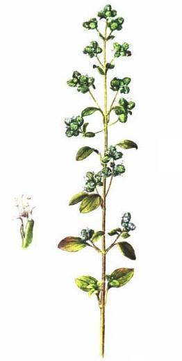 5.1.6 Majorana hortensis Majoránka zahradní Čeleď: Lamiaceae Hluchavkovité Popis rostliny: Majoránka zahradní je drobná jednoletá nebo dvouletá rostlina. Původem pochází ze Středomoří.