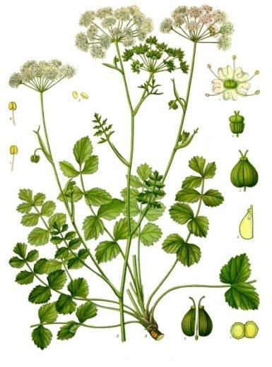 5.1.7 Pimpinella saxifraga Bedrník obecný Čeleď: Apiaceae Miříkovité Popis rostliny: Bedrník obecný je vytrvalá bylina, která dorůstá do výšky dvaceti až šedesáti centimetrů.