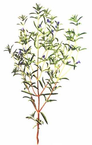 5.1.8 Satureja hortensis Saturejka zahradní Čeleď: Lamiaceae Hluchavkovité Popis rostliny: Saturejka zahradní je jednoletá bylina, která původem pochází ze Středozemí.