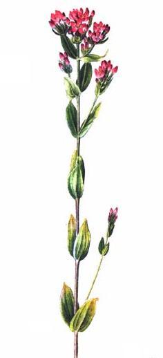 5.2.1 Zástupci rostlin s obsahem čistě hořkých látek 5.2.1.1 Centaurium erythraea Zeměžluč okolíkatá Čeleď: Gentianaceae Hořcovité Popis rostliny: Zeměžluč okolíkatá je dvouletá rostlina, která dorůstá do výšky pěti až třiceti centimetrů.