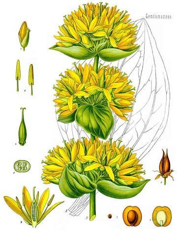 5.2.1.2 Gentiana Lutea Hořec žlutý Čeleď: Gentianaceae Hořcovité Popis rostliny: Hořec žlutý je vytrvalá rostlina dorůstající do výšky jednoho metru.
