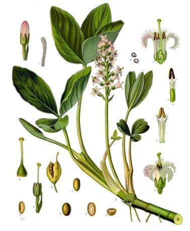 5.2.1.4 Menyanthes trifoliata Vachta trojlistá Čeleď: Menyanthaceae Vachtovité Popis rostliny: Vachta trojlistá je vytrvalá rostlina, která dorůstá do výšky až třiceti centimetrů.