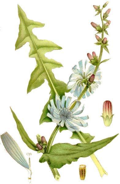 5.2.1.5 Cichorium intybus Čekanka obecná Čeleď: Asteraceae Hvězdnicovité Popis rostliny: Čekanka obecná je vytrvalá rostlina dorůstající do výšky až 120 cm.