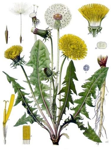 5.2.2 Taraxacum officinale Weber in Wiggers agg.