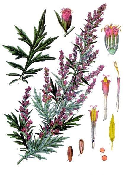 5.2.3.2 Artemisia vulgaris Pelyněk černobýl Čeleď: Asteraceae Hvězdnicovité Popis rostliny: Tato volně rostoucí vytrvalá rostlina dosahuje výšky až dva metry.