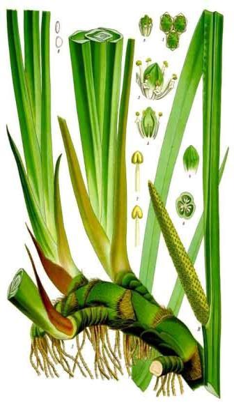 5.2.3.3 Acorus calamus Puškvorec obecný Čeleď: Araceae Árónovité Popis rostliny: Puškvorec obecný je jednoletá rostlina, která dorůstá do výšky 50 až 150 cm.