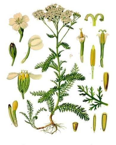 5.2.3.4 Achillea millefolium Řebříček obecný Čeleď: Asteraceae Hvězdnicovité Popis rostliny: Řebříček obecný je vytrvalá rostlina, která dorůstá do výšky deseti až osmdesáti centimetrů.