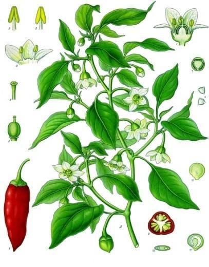 5.2.4 Zástupce rostlin s obsahem ostře hořkých látek a tříslovin 5.2.4.1 Capsicum annuum Paprika setá Čeleď: Solanaceae Lilkovité Popis rostliny: Paprika setá je jednoletá rostlina, která dorůstá do výšky až šedesáti centimetrů.