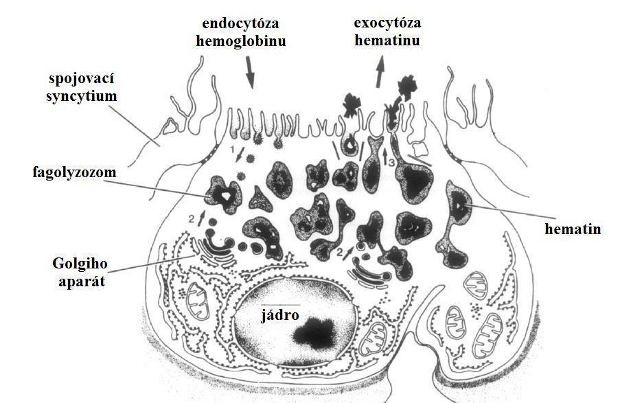 sekretovány žlázovými buňkami v předním střevě (Hodová et al. 2010; Smyth and Halton 1983). Ústní dutina se plní krví, která je pravděpodobně pumpována do střeva pomocí farynxu (Hodová et al. 2010).