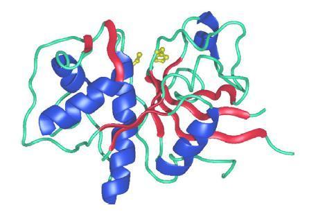 Obr. 5 3D struktura lidského cathepsinu L (Turk et al.