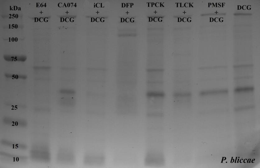 1.10. Detekce CP biotinylovanou próbou DCG-04 U obou vzorků solpe P. bliccae (obr. 19) a E. nipponicum (obr.
