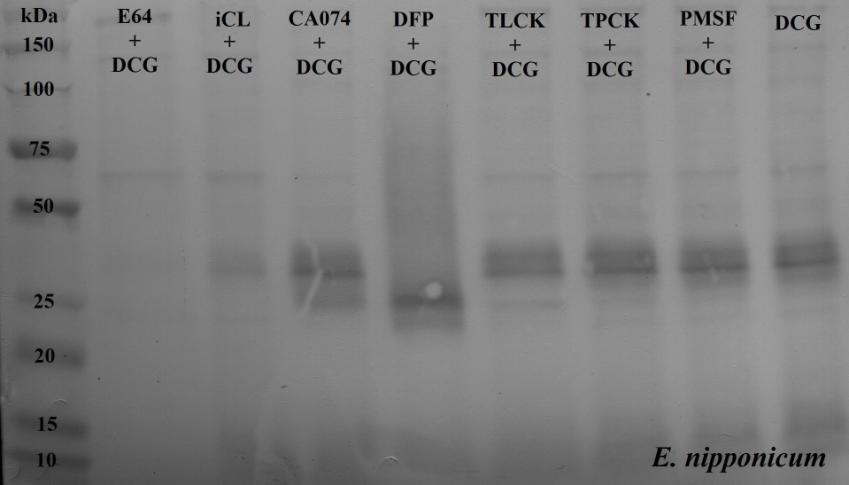 Vazba DCG-04 byla zablokována inhibitory E-64 a icl, zatímco inhibitory CA-074 a inhibitory serinových peptidáz (TLCK, TPCK a PMSF) vazbu neinhibovaly.