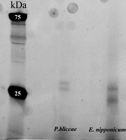 1.11. Detekce CP fluorescenčně značeným DCG-04 v ESP Vzorky ESP P. bliccae a E. nipponicum byly inkubovány s fluorescenčním DCG-04. U vzorku P.