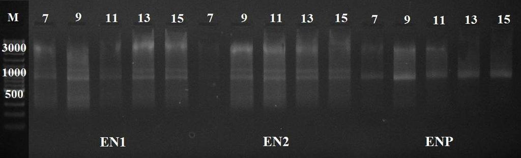 Obr. 31 Výběr vhodného PCR cyklu. Obr. 32 Výběr vhodné koncentrace DSN enzymu. 1.17.3. cdna knihovna Pro přípravu cdna knihovny byly použity vzorky amplifikované ds cdna.