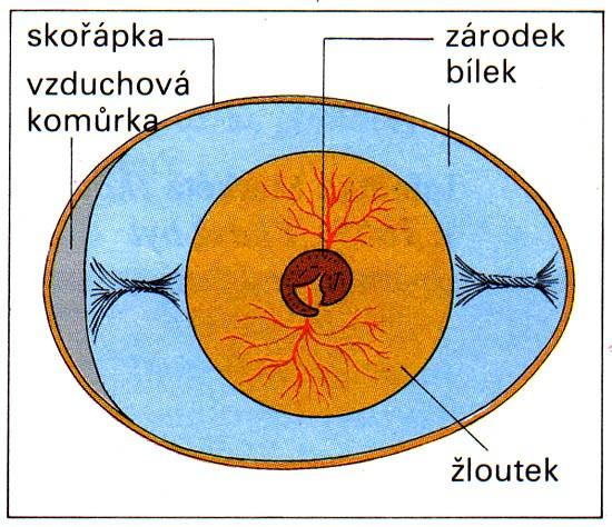 V e j c e a V e l i k o n o c e Pozorování: Vnitřní stavba slepičího vejce Pomůcky: vejce, miska, špejle Postup: 1) Do misky rozklepněte slepičí vejce a