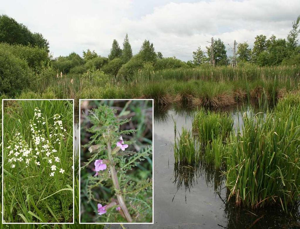 Botanický inventarizační průzkum lokality Zbudovská mokřina Ester Ekrtová & Libor Ekrt 2009 Katedra botaniky, Přírodovědecká fakulta, Jihočeská univerzita v Českých Budějovicích, Branišovská 31, CZ-