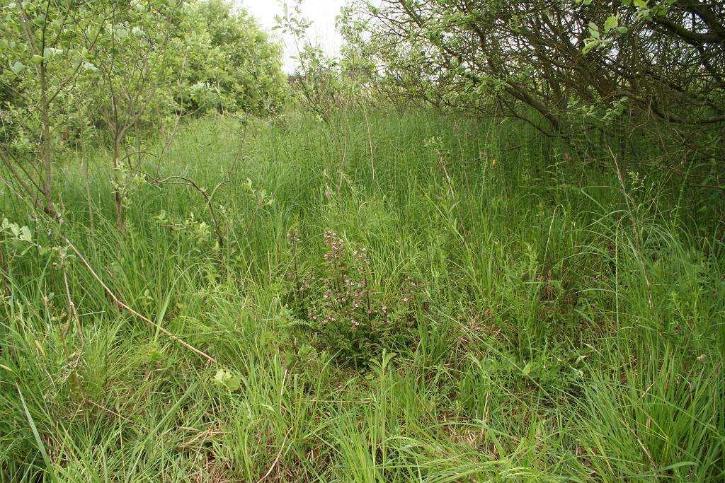 Pohled na jarní aspekt s kvetoucím prstnatcem májovým (Dactylorhiza majalis). Obr.