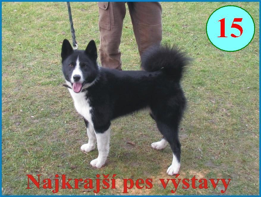 Špeciálna cena : Najkrajší pes výstavy 2013 BJORNEHUSETS MAINO CHS Dánsko SPKP : 343 Nar.: 26.5.