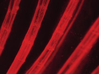 Obr. 1.: Fluorescence ploutevních paprsků v prsní ploutvi bolena po obarvení ARS 4.3.2.