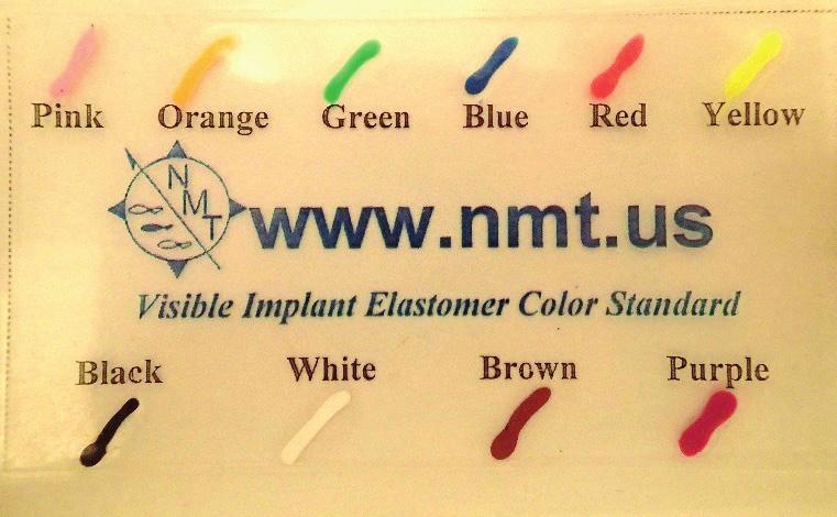 4.3.3. Visible Implant Elastomer Tags (VIE) Jedná se o speciální, pro tyto účely vyvinutou barevnou hmotu, která se aplikuje podkožně pomocí injekční stříkačky.