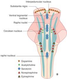 RF monoaminergní jádra serotonergní: nuclei raphes (B1-B7) noradrenergní: nucleus caeruleus (A6) dopaminergní: nucleus retrorubralis