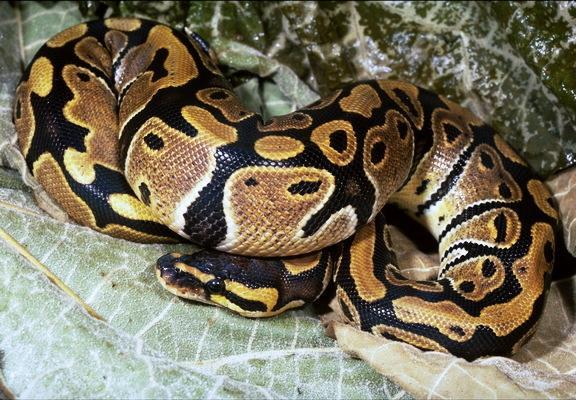 Python regius - krajta
