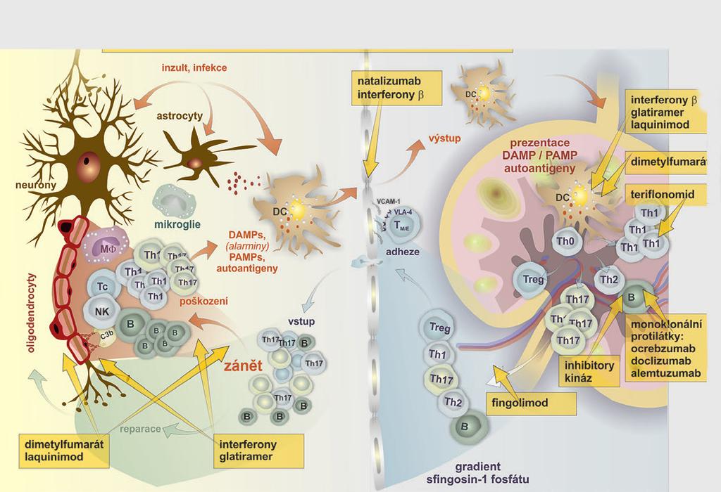 Centrální nervový systém Hematoencefalická bariéra Sekundární lymfatické orgány IVIG komplexní imunomodulace Natalizumab Dimethyl fumarát Teriflunomid Fingolimod Inhibitory kináz Monoklonální