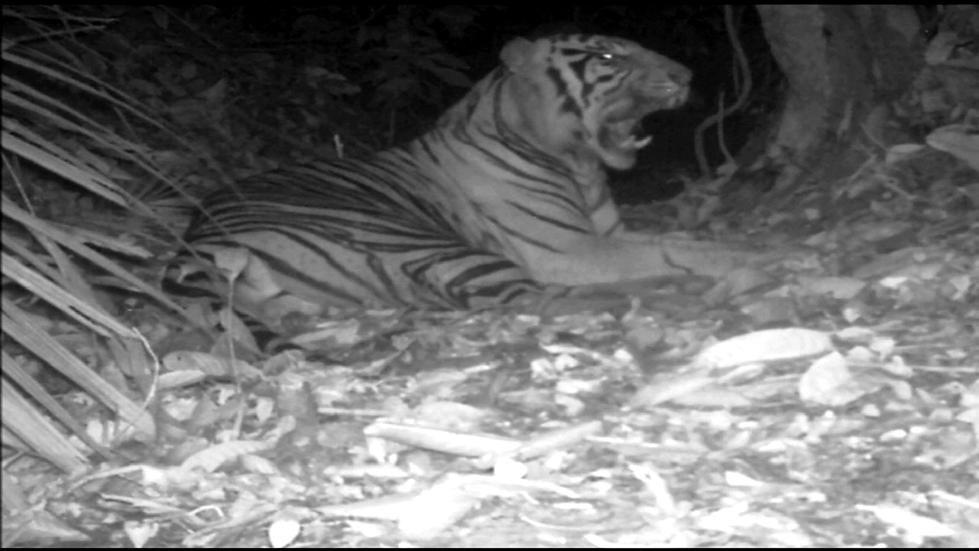 Tento tygr byl totožný s tím, který zabil u Timbang