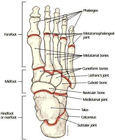 Další možností, jak dělit chodidlo, je funkční členění (Obrázek č. 1) na oblast přednoží (forefoot), středonoží (midfoot) a zánoží (hindfoot or rearfoot). Obrázek č.