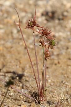 globulifera a Juncus tenageia v PP Pískovna u