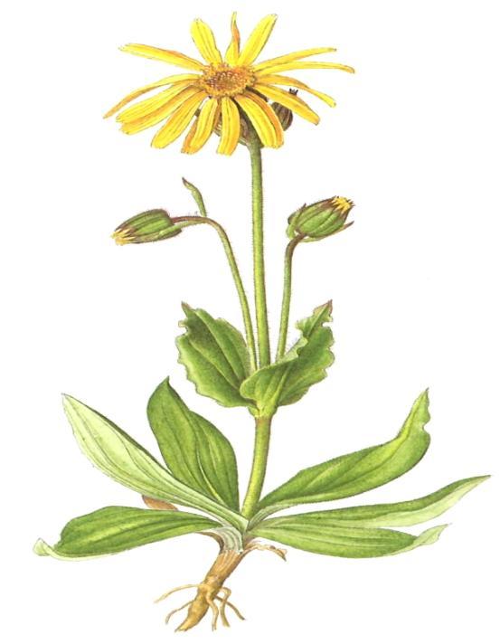 2.17 Arnika horská (Arnica montana) Arnika horská je vytrvalá bylina, která je rozšířena po celé Evropě. V České republice je však chráněna a lze ji nalézt v horských oblastech.