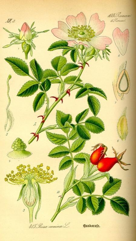 2.21 Růže šípková (Rosa canina) Růže šípková patří mezi keře běžně dostupné v České republice. Dorůstá výšky 3 m a používanou částí této rostliny je plod šípek. Šípek je bohatý na vitamin B, C a A.