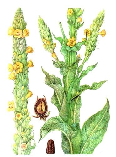 2.23 Divizna velkokvětá (Verbascum densiflorum) Divizna velkokvětá je dvouletá bylina, hojně využívaná v léčitelství. Známá byla již v antických dobách, kde se používala na plíce a průdušky.