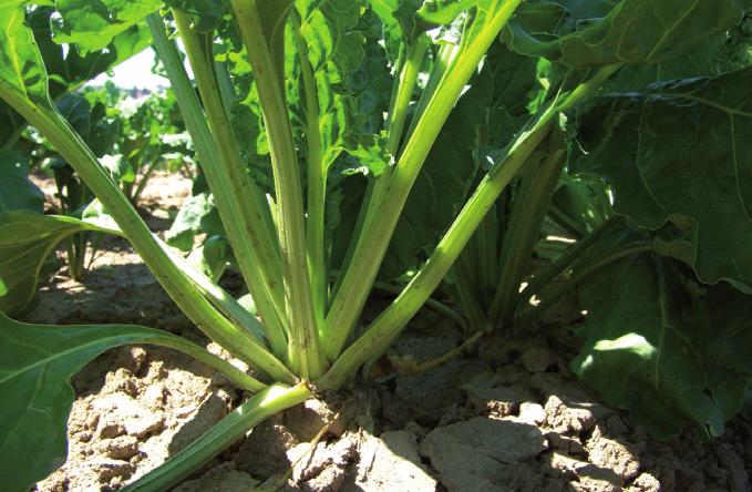 Navýšení výnosu a jakosti cukrové řepy pomocí listové výživy a biologicky aktivních látek INCREASED YIELD AND QUALITY OF SUGAR BEET BY MEANS OF FOLIAR NUTRITION AND BIOLOGICALLY ACTIVE SUBSTANCES