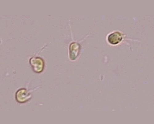 Další pokusy byly dělány na Isochrysis (Haptophyta=Primnesiophyta).