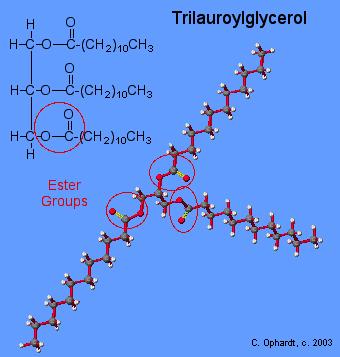 Lipidy nepolární Nejběžnějšími zásobními tuky řas jsou triglyceridy (neutrální lipidy) 3 fatty acid (acyl) groups +