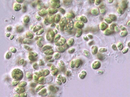 Fermentace indukovaná Chlorococcum minutum Chlamydomonas reinhardtii Chlorella pyrenoidosa (vulgaris nebo sorokiniana) Chlorococcum minutum experimentálně pěstovány v