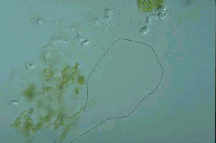 Fermentace v přírodních podmínkách sinice tvořící silné nárosty (microbial mats) často v extrémních