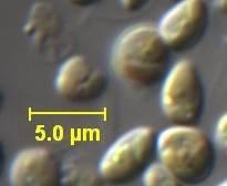 3 typy algenanů: 3) Eustigmatophyta: stavební bloky C 28 C 36. Monomery spojené esterovou vazbou. Nannochloropsis salina Algenanové stěny musí obsahovat póry pro výměnu látek s vnějším prostředím.