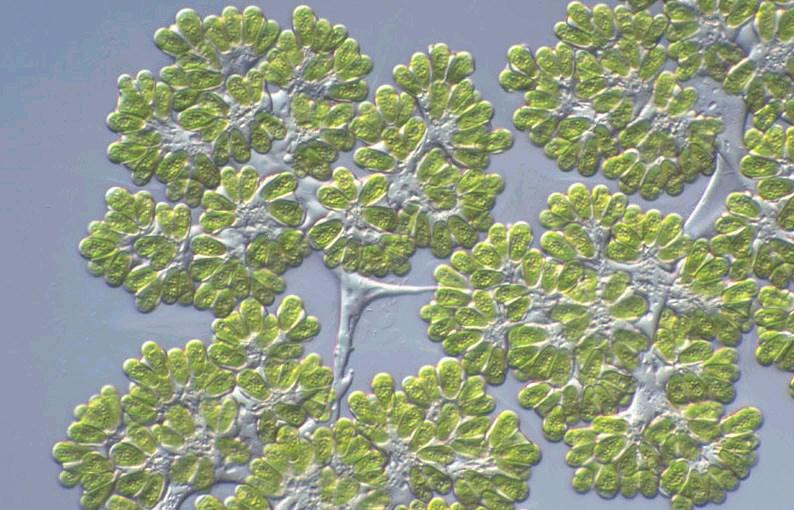Uhlovodíky z řas Biomolekuly podobné uhlovodíkům: 1) molekuly vzniklé izoprenovou biosyntetickou dráhou 2)